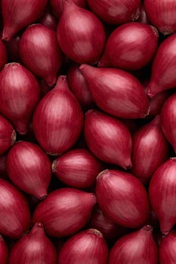 ingredienti freschi selezionati per le conserve artigianali Jovilios - cipolle rosse